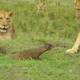 Illustration for article titled This Mongoose is Clearly Anti-Woman…Somehow
